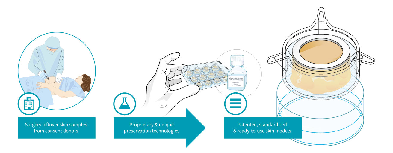 Ready To Use Ex Vivo Human Skin Models For Cosmetic Testing Genoskin