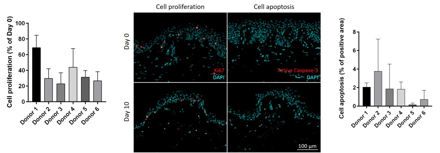 cell proliferation and cell apoptosis immunostaining cell viability