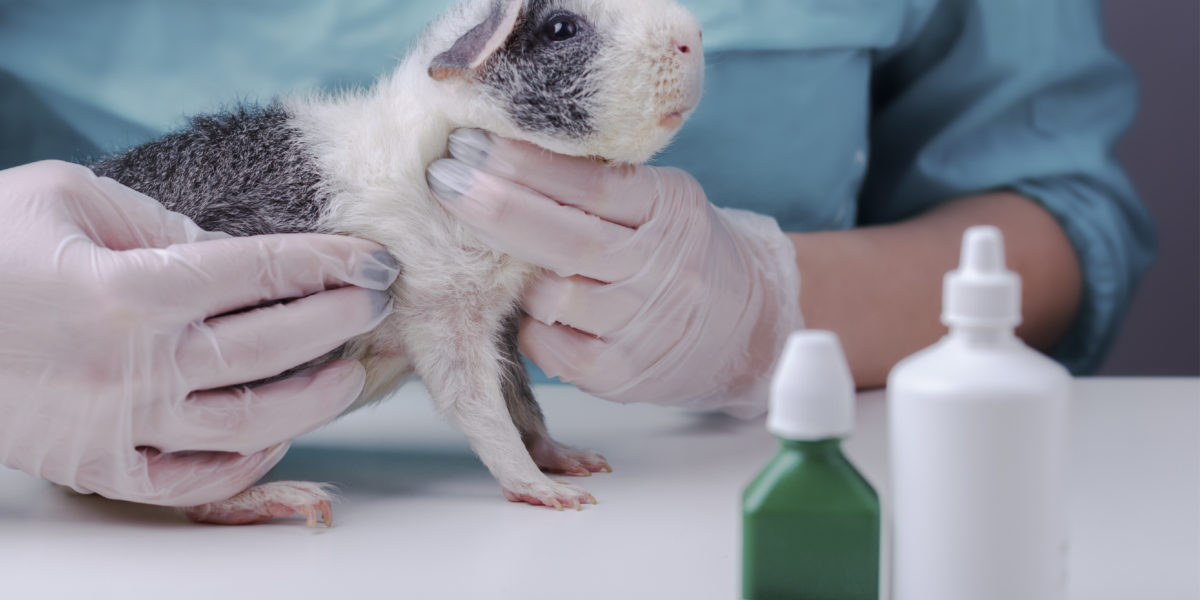 Q&A National Anti-Vivisection Society. Alternative to animal experimentation