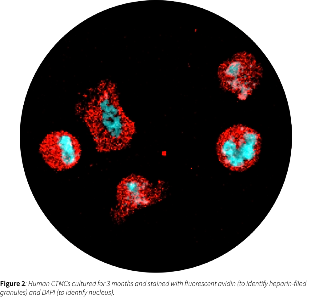 Mast cells stained with avidin and DAPI