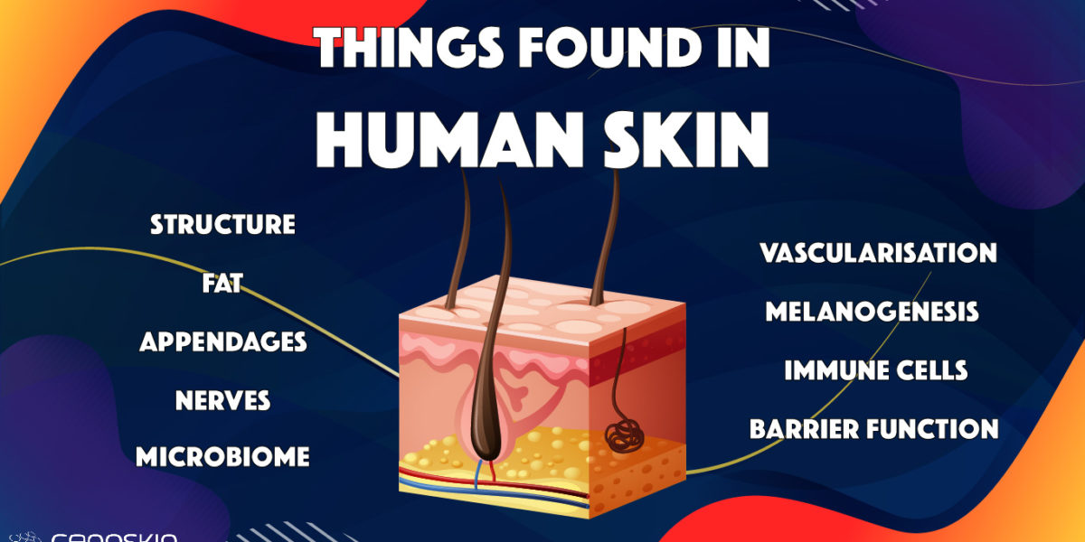 top things found in human skin vs in reconstructed human skin