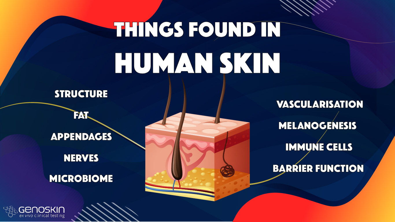 top things found in human skin vs in reconstructed human skin