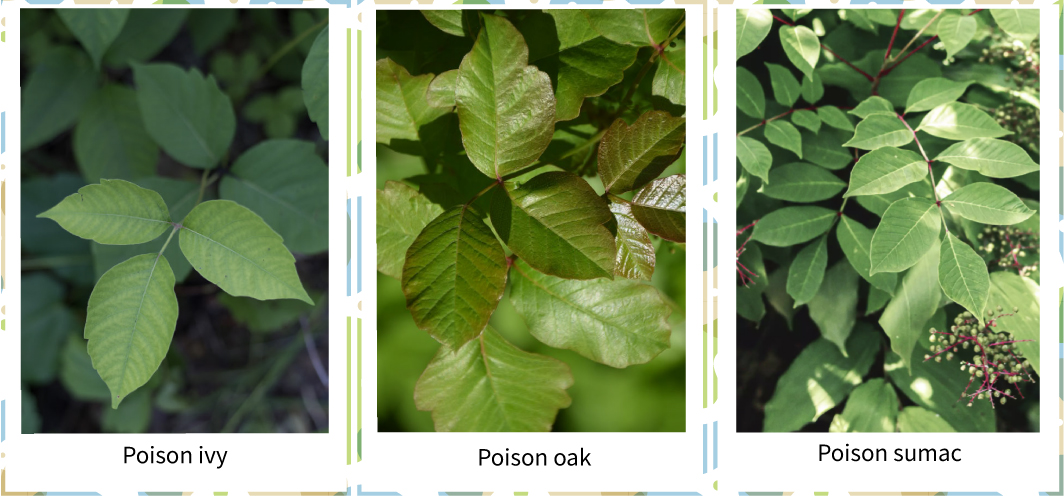 Poison ivy-induced dermatitis on NativeSkin® | Genoskin