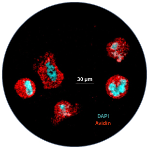 Human primary connective tissue-type mast cells cultured for 3 months and stained with fluorescent avidin and DAPI