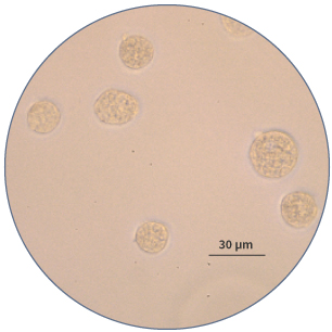 Connective tissue-type mast cells in culture