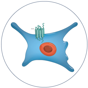 HEK Cell
