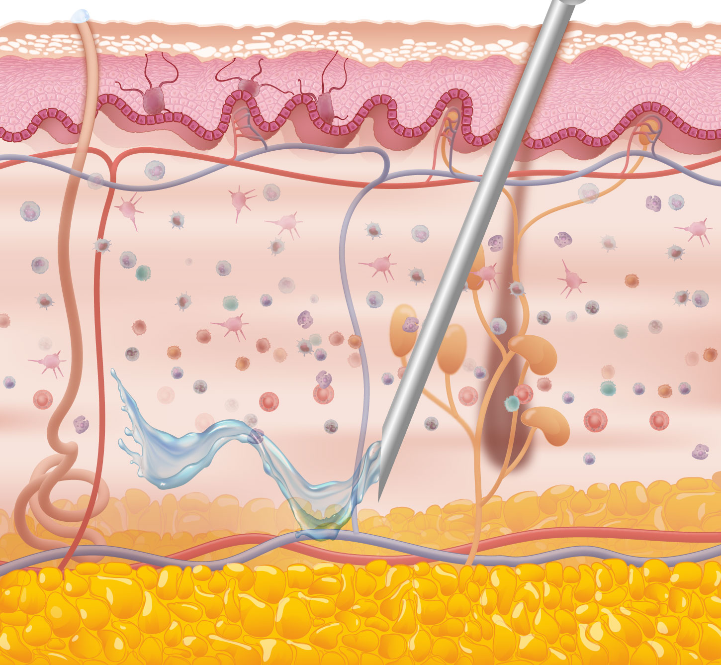 Human skin and immune cells illustration