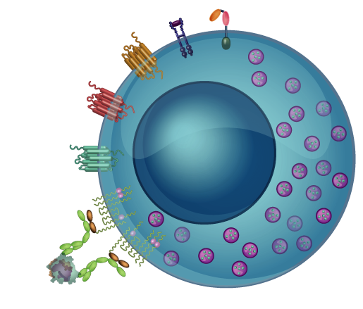 mast cells