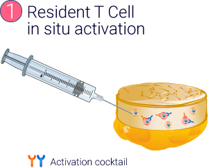 A serie of 4 illustrations showing the production of InflammaSkin® model from resident T cell in situ activation to the therapeutic treatment