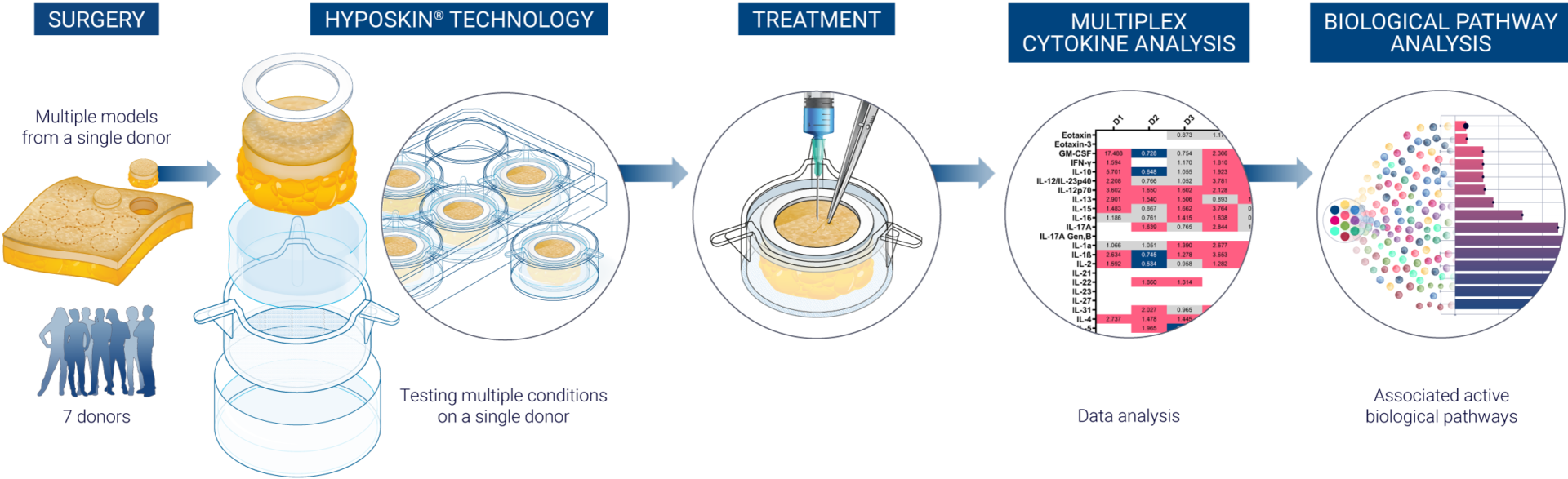 Diagram illustrating the workflow of the ImmunoSafe: ISR Platform for non clinical safety assessment, showcasing the interaction of therapeutic compounds with human immune cells in an ex vivo environment, powered by advanced computational safety analysis and utilizing a cohort of seven donors for comprehensive immune response evaluation.