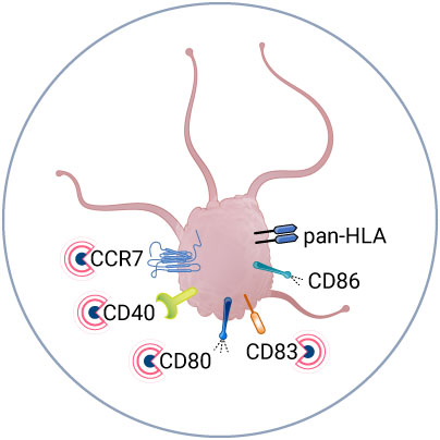 Analyze APC activation upon vaccine injection