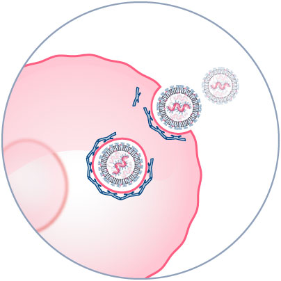 Understand immune cell types involved in vaccine response