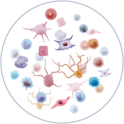 Evaluate immune response at the tissue level