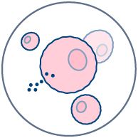 Local toxicity causing cell death and necrosis is mostly caused upon injection of small molecule drugs.