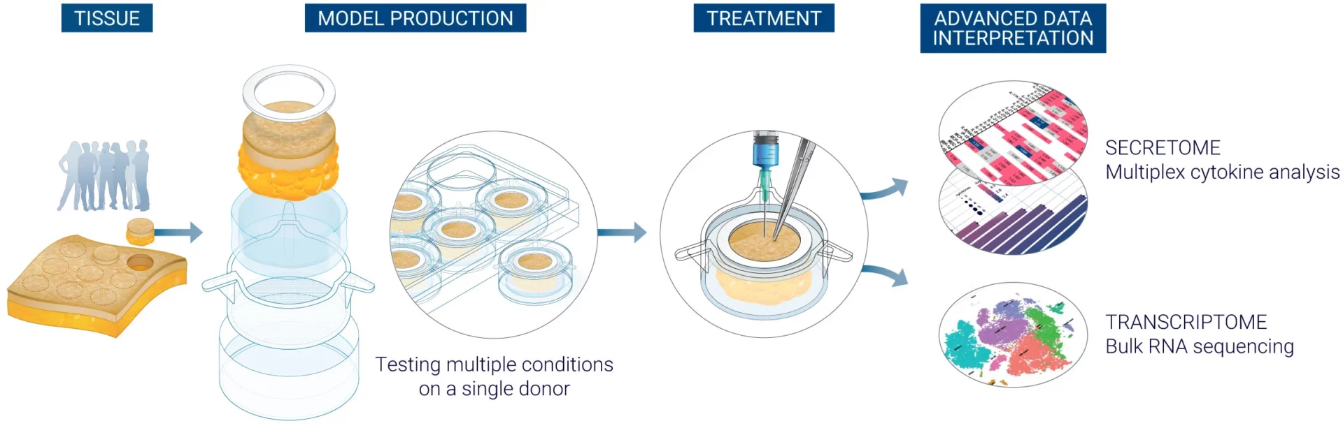 Diagram illustrating the workflow of the ImmunoSafe: ISR Platform for non clinical safety assessment, showcasing the interaction of therapeutic compounds with human immune cells in an ex vivo environment, powered by advanced computational safety analysis and utilizing a cohort of donors for comprehensive immune response evaluation.