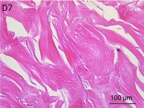 HypoSkin Reticular Dermis - Day 7