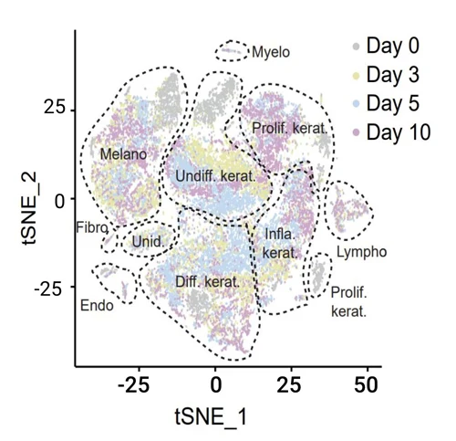 cell distribution across different population over time (colored based on the day of sampling)