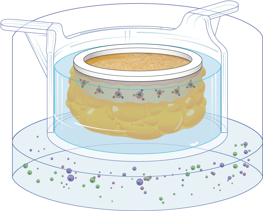 InflammaSkin psoriasis skin model