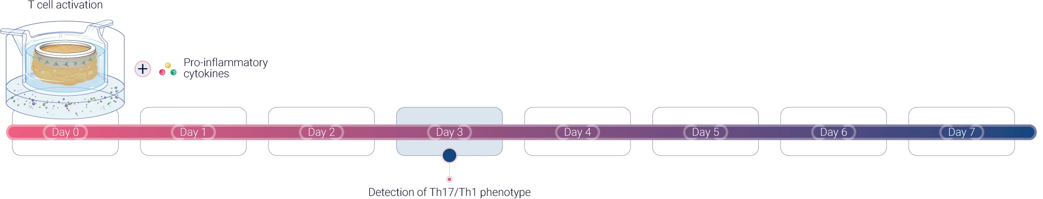 InflammaSkin a T cell driven psoriasis human skin model