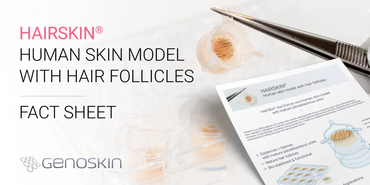 HairSkin factsheet: human skin model with hair follicles