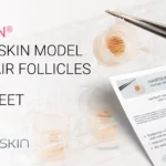 HairSkin factsheet: human skin model with hair follicles