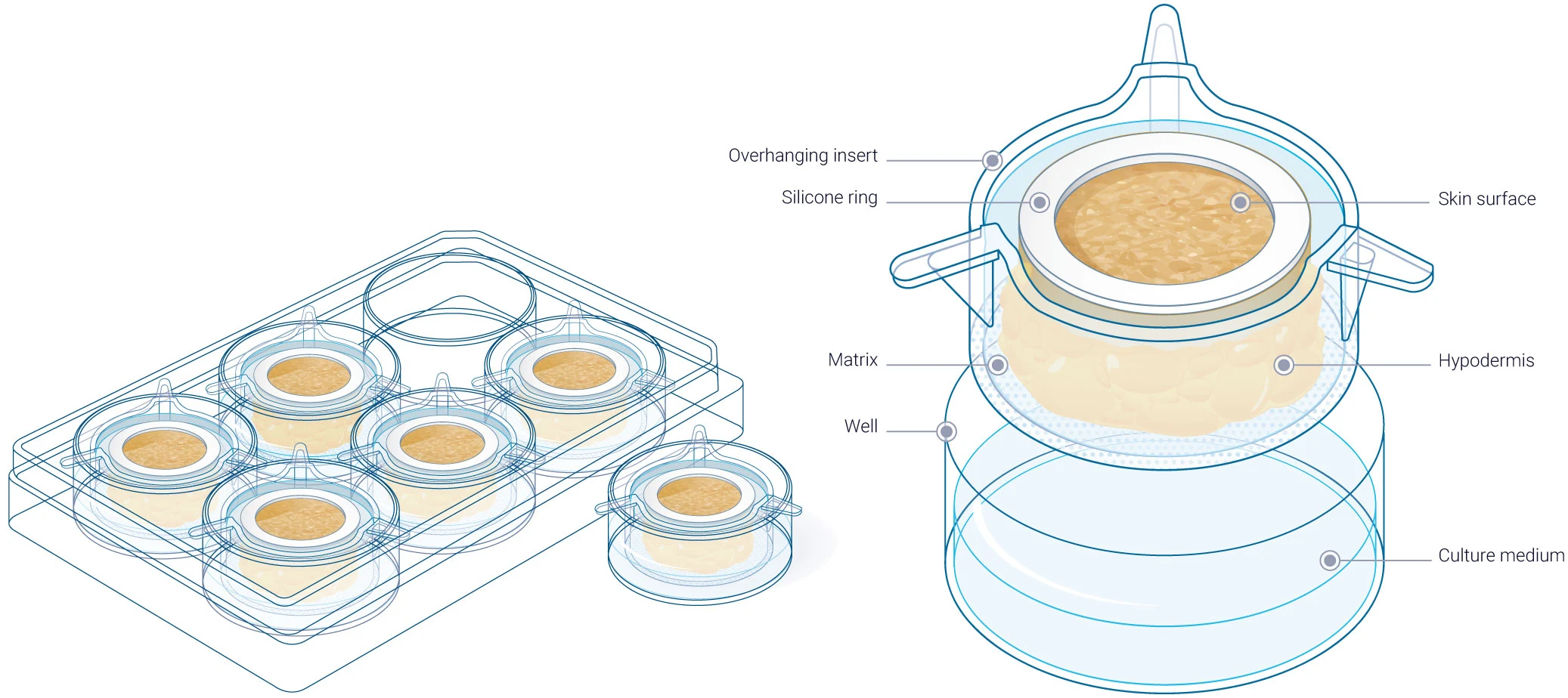 Hyposkin a versatile ex vivo model designed for injectable therapeutics