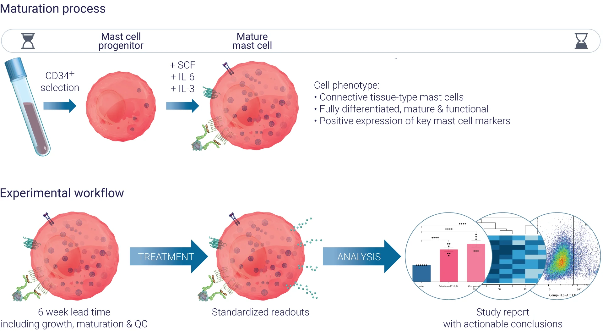 Mast cells maturation process and experimental workflow