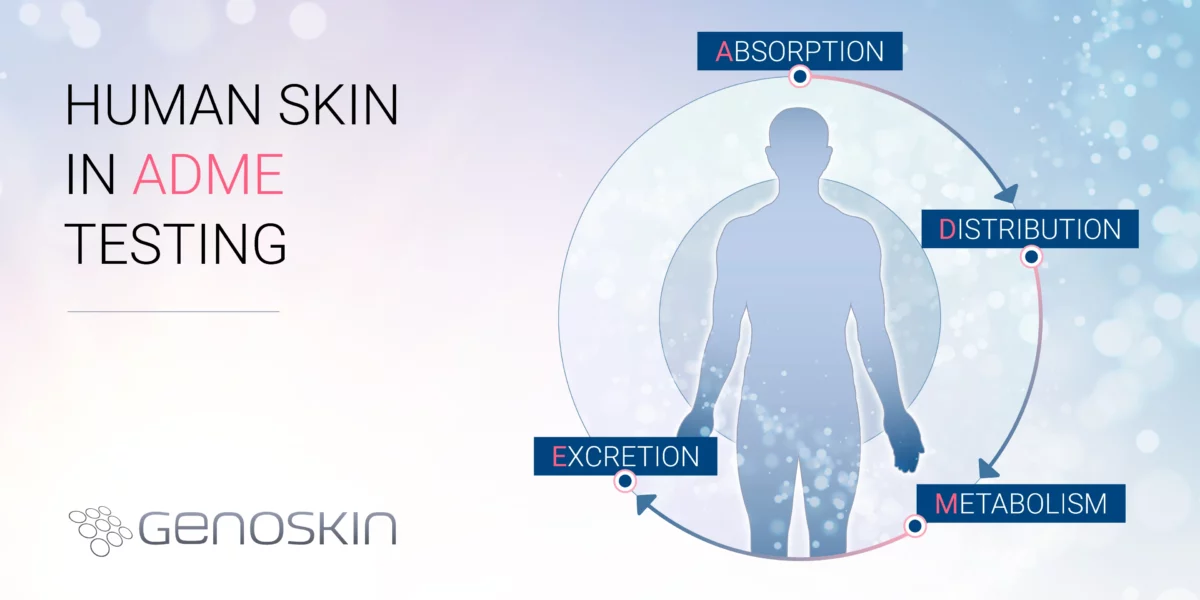 Human skin in ADME (Absorption, distribution, metabolism, excretion) testing