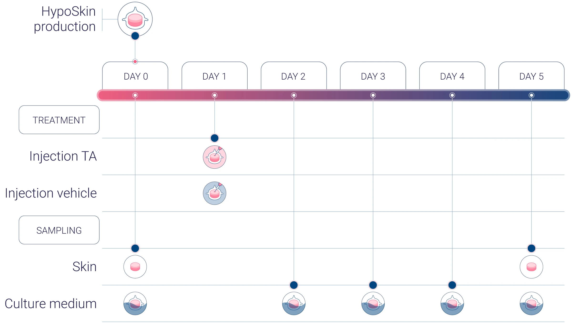Toxicity pilot study experimental workflow