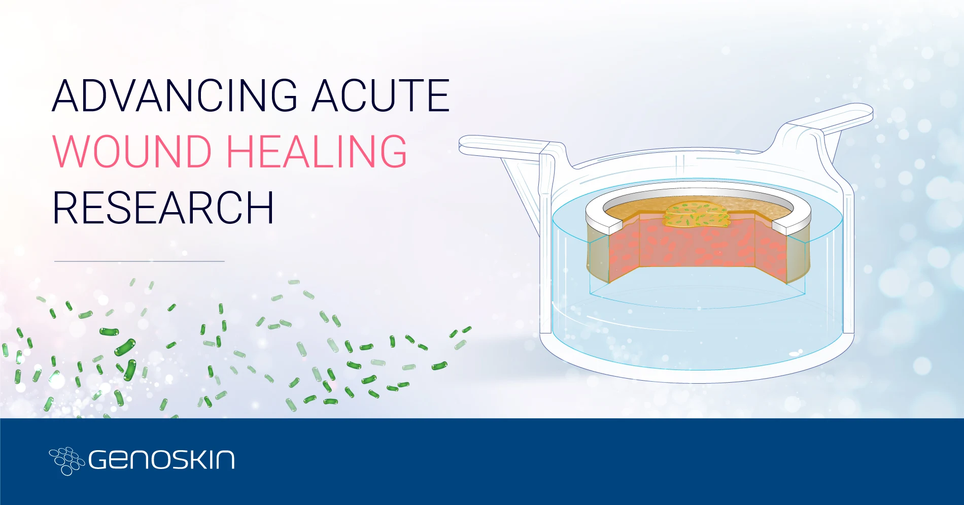 Advancing acute wound healing research