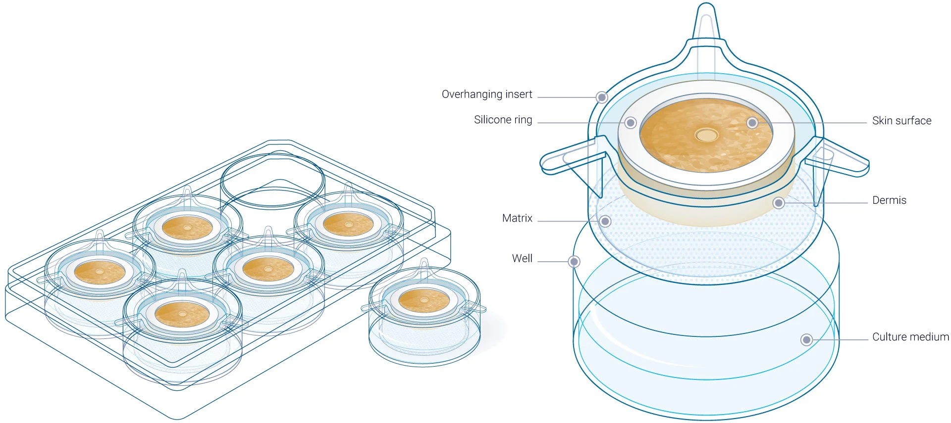 WoundSkin Advanced ex vivo models