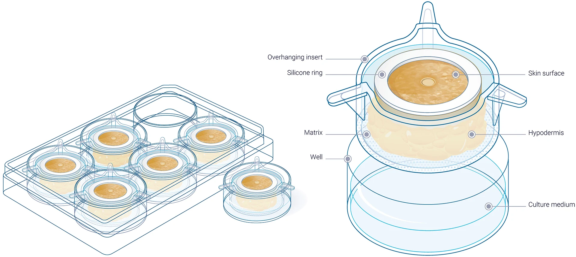 WoundSkin Aadvanced ex vivo models WoundSkin Aadvanced ex vivo models