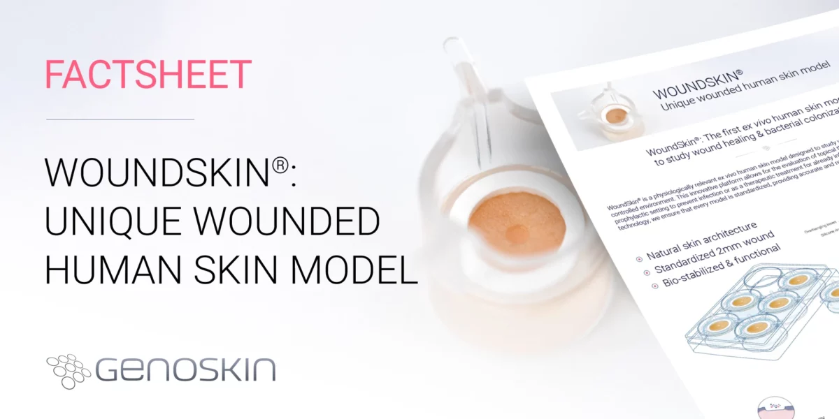 WoundSkin unique wounded human skin model