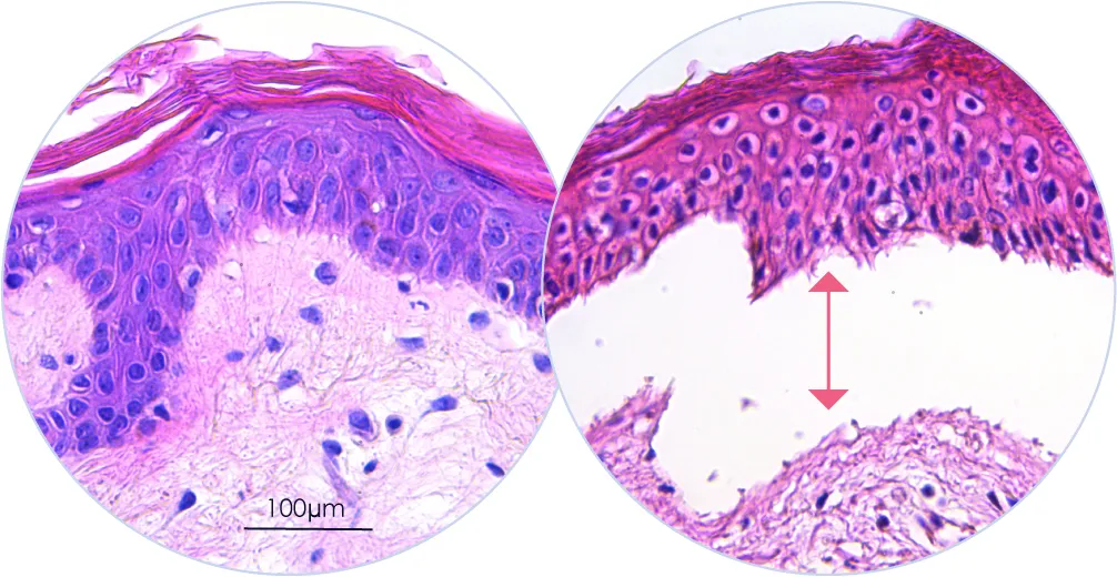 HE-tissue-staining-v2