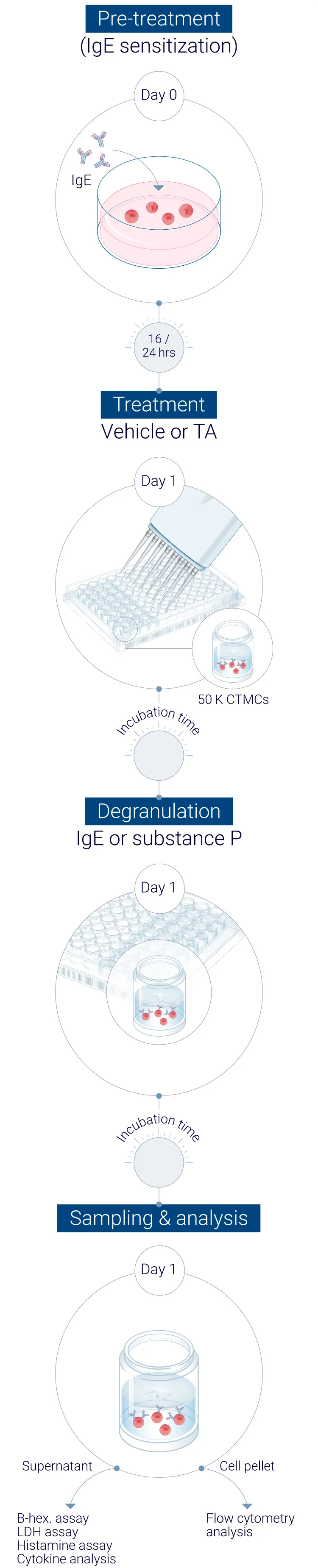 Human primary mast cells study workflow from pre sensitization to readout