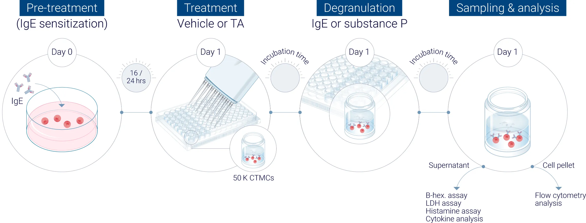 Human primary mast cells study workflow from pre sensitization to readout