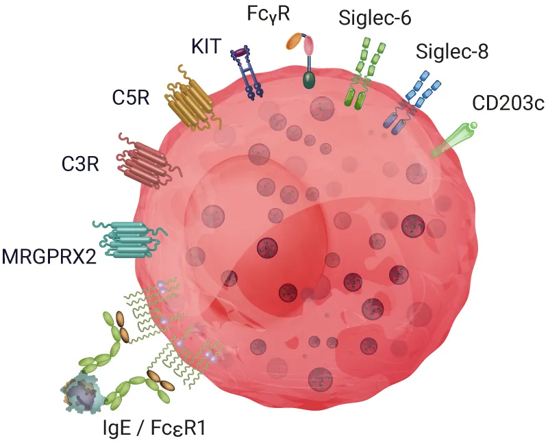 Human connective tissue type mast cell and its characterized receptors: FceR1, MRGPRX2, C3R, C5R, KIT, FcyR, Siglec-6, Siglec-8 and CD203c
