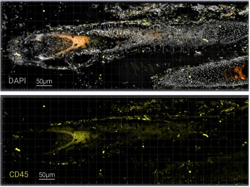 Characterization of immune cells and nerve endings Structural and activation markers analysis performed on a tissue cryosection with a thickness of 40µm: DAPI (nucleus), CD45 (immune cells), Tubulin β3 (nerve endings), CD31 (blood vessels)