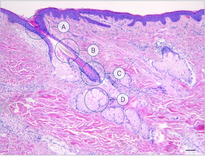 Hair follicle characterization H&E staining showing characterization of hair follicles on HairSkin models