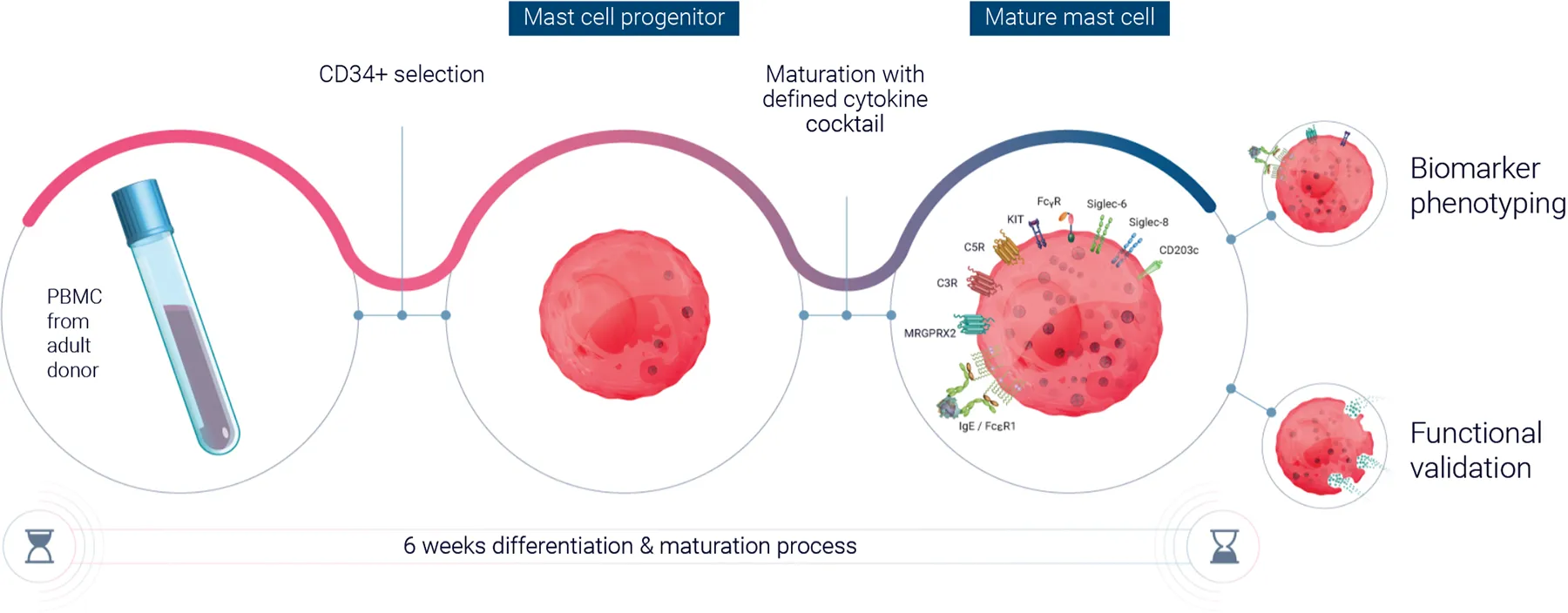 Mast cells maturation process Mast cells maturation process