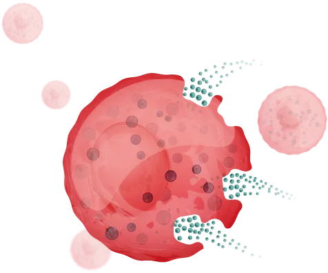 Degranulating mast cell