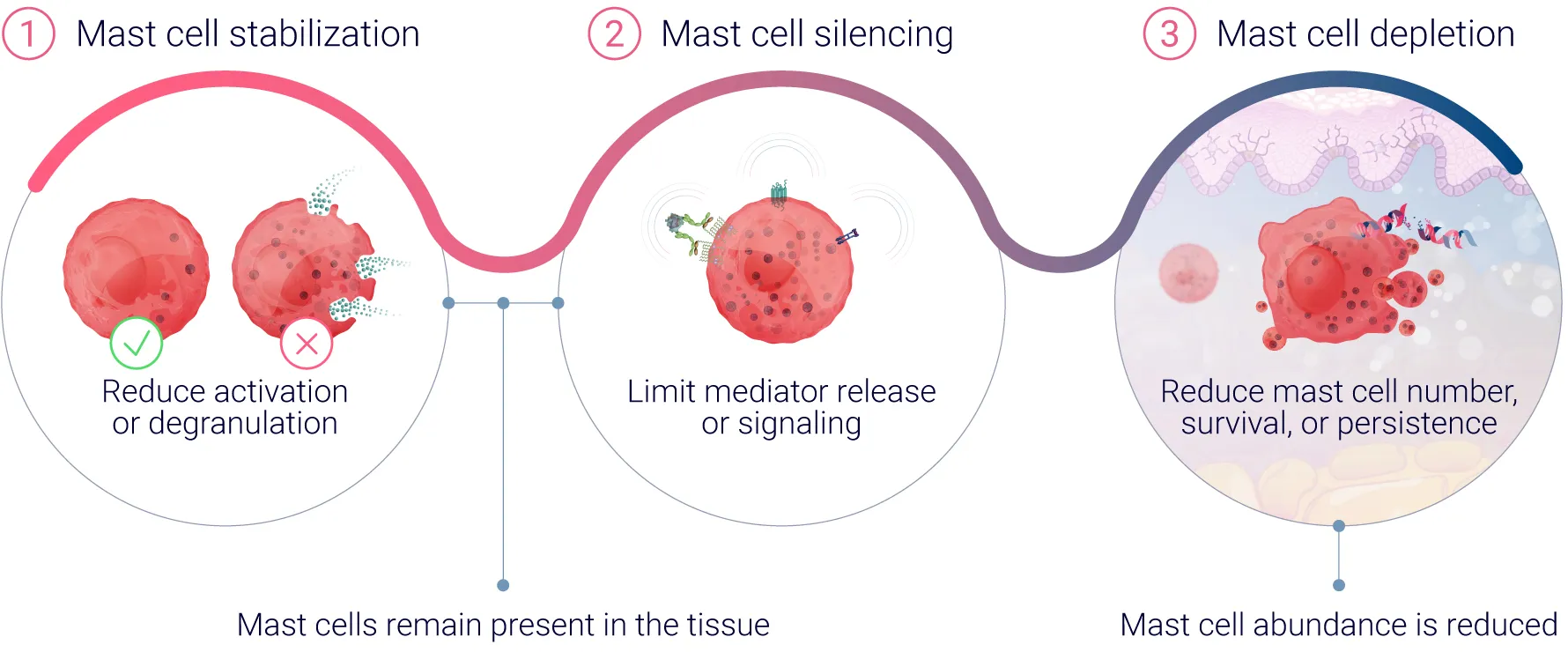 Mast cells depletion strategies