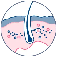 Hair follicle biology research Hair follicle biology research