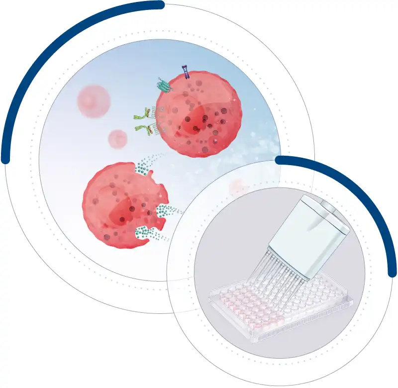 Human mast cells